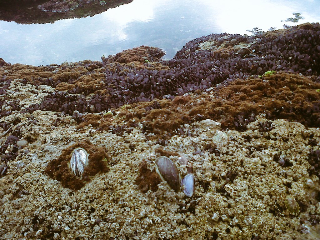CarlaRLourenco's tweet photo. Robomussels: the #intertidal #PhD student's best Friends! #bionept https://t.co/SNAGWDkvG3