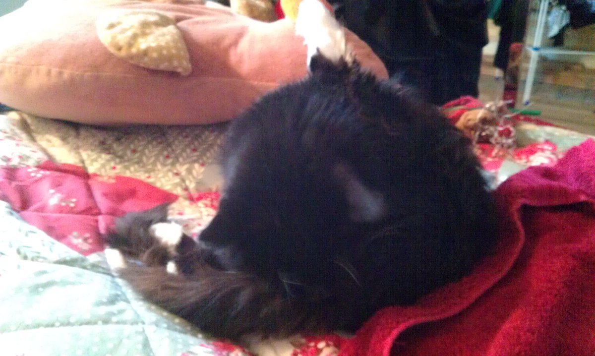 PANG_CAT_'s tweet photo. This is an old one from when I had mobility.
#facecrotch! https://t.co/tf0FQ8Eqrc