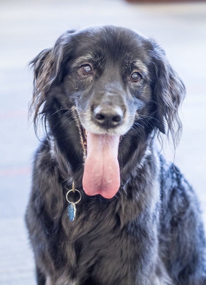 seattleu's tweet photo. Happy Friday from our four-legged friend! #DogsOfSU 🐶 https://t.co/lQc0twxUki