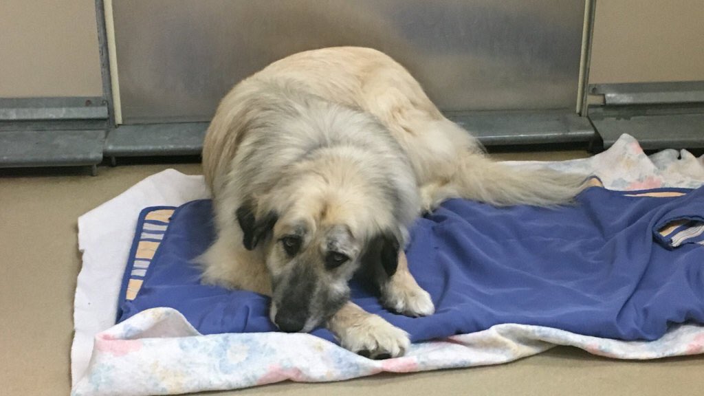 JuulCru's tweet image. Update: my dad wants to get Hank but my mom says no. I don't know what will happen.