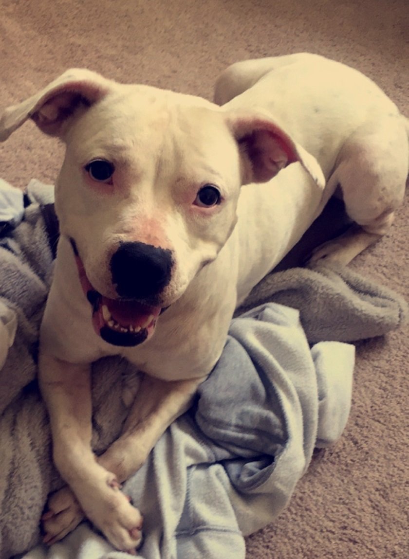 PawsintheCity's tweet photo. Tara will be on the Russ Martin Show around 6:30 today. Tune in or watch online! #971theeaglerocks #russmartinshow https://t.co/YCdjofJZDx