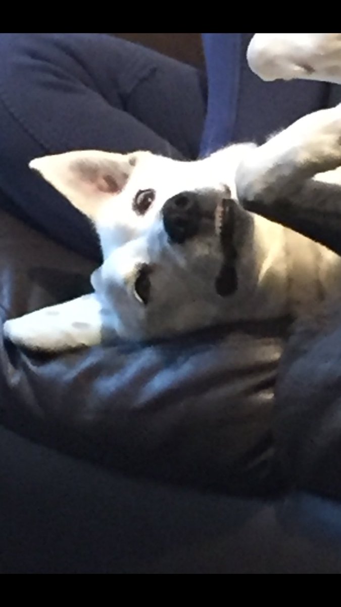 sallyspets's tweet photo. When you realise it's finally the weekend 😬 #dogsoftwitter #pupper #crazyeyes https://t.co/XvgTkFgrhk