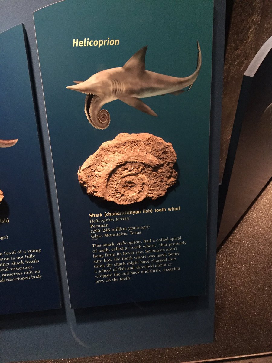 AlanLHutchison's tweet photo. @FieldMuseum #MembersNight65 I wonder what the other biological hypotheses are here... https://t.co/NmmBmhxxSI