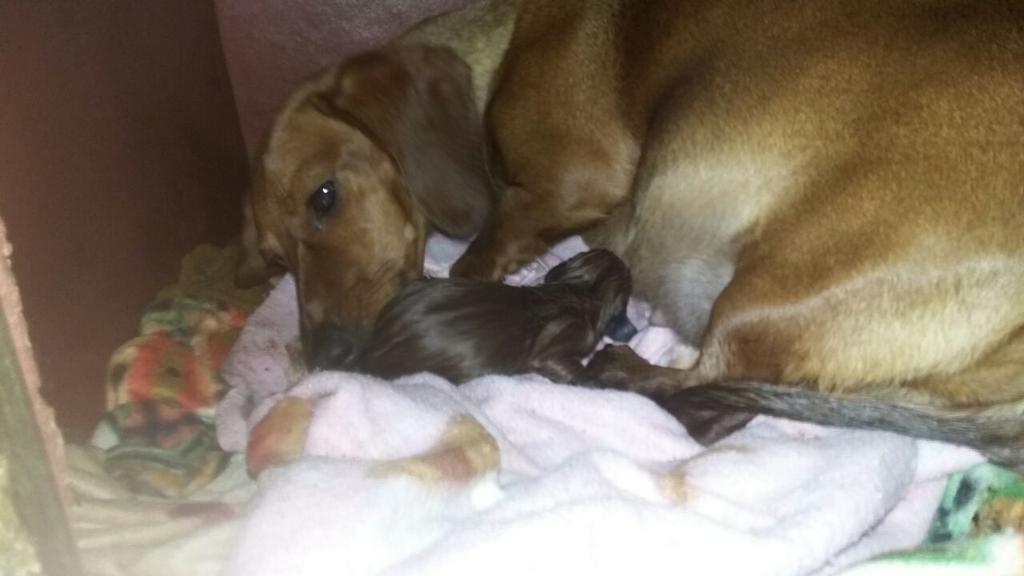 c_ssaez's tweet photo. Mientras vemos el programa, Pali y Coto están convirtiéndose en padres.
amorpaticorta 🐕❤🐕😁😁😁 https://t.co/eK1RnDhhfT