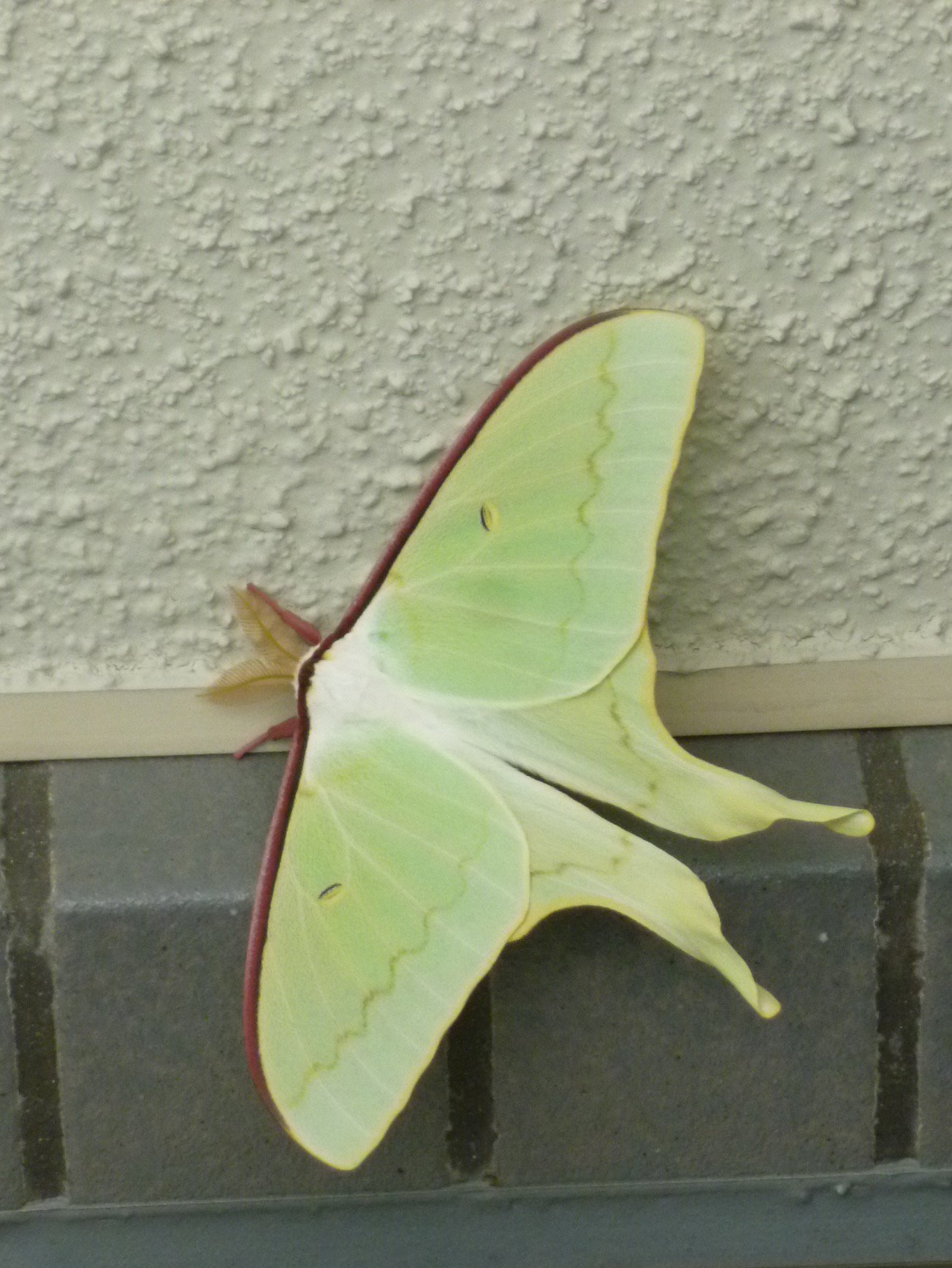 平凡社ライブラリー ベランダにモスラ 安曇野で見た天蚕みたいな薄緑 オオミズアオというのか ヤママユガ科 絹がとれるのかな 季語成り立ち辞典 蚕豆 そらまめ 莢の形が蚕に似ているから 三社祭や神田祭の頃八百屋から姿を消し代わって枝豆に