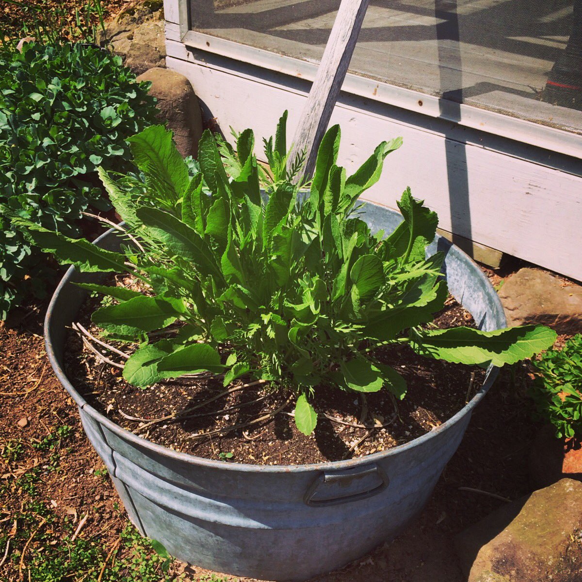 2nd year horseradish taking off like a real champ!