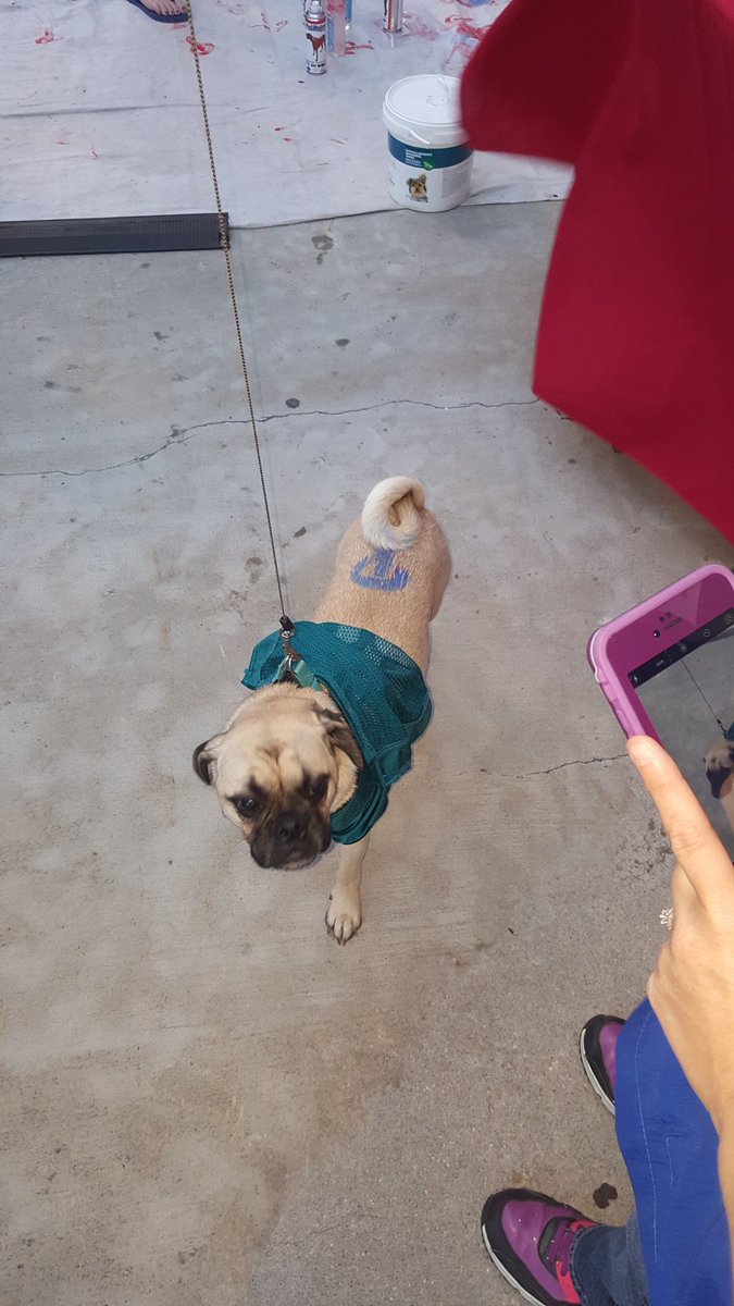 Petsmart1215 tweet media