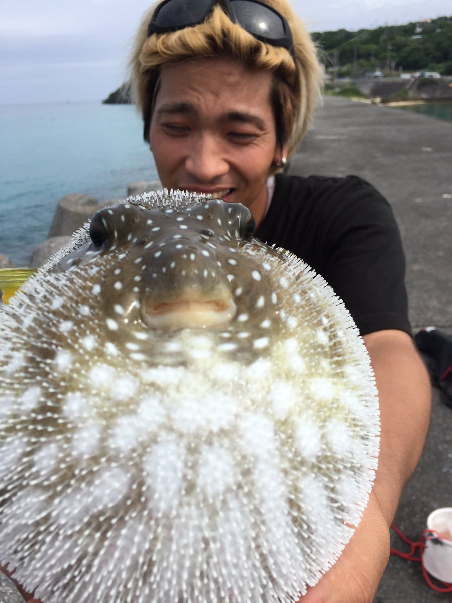 ひっちゃん ハイサイ探偵団 でかいフグ釣れた W 毒あるっていうけどどれぐらい毒だろう オキシドールとかで助からん ひっちゃん ハイサイ探偵団 でかいフグ釣れた W 毒あるっていうけどどれぐらい毒だろう オキシドールとかで助からん