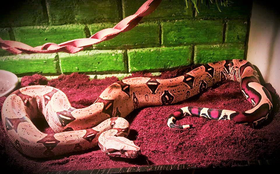 FrankPesas's tweet photo. Como crecen..PERUVIAN BCC...#bcc #constrictor #snake #LifeExotic
Treyna... https://t.co/Chcd7eyaU4
