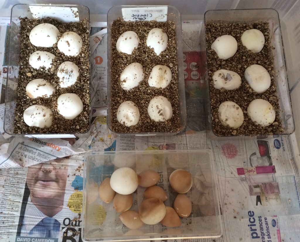 Royal Blood Reptiles tweet media