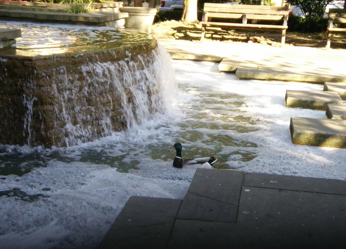 Shaggyshan's tweet photo. In the park, watching the bubble duck. https://t.co/ihqfM7j8dU