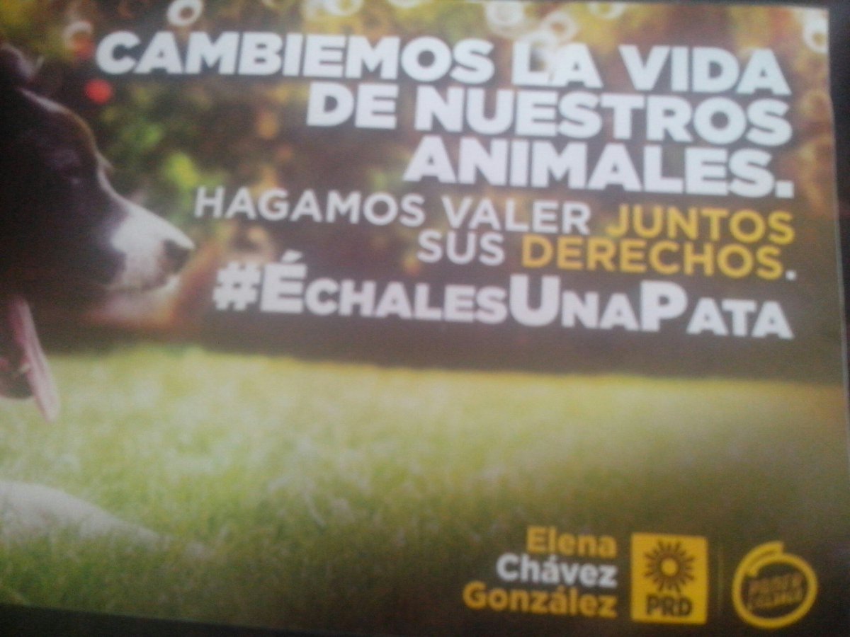gurtubay77's tweet photo. Este 5 de Junio nuestros animales de compañía esperan nuestro voto x Elena Chavez.  #animalistas https://t.co/aVeRs7FtmZ