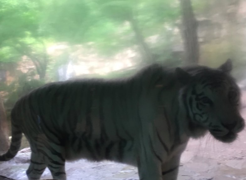 junebluz's tweet photo. @burtonbiology This is an endangered white tiger: both mom and dad tiger need the white gene for it to be born. https://t.co/az96fhHNlI