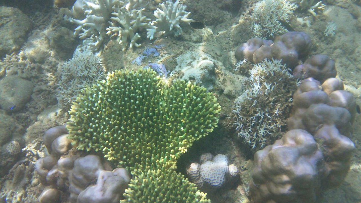 banyuwangi_kab's tweet photo. Taman bawahlaut Banyuwangi @a_azwarnas @ir_ariefyahya @RamliRizal @NatGeo @indtravel @kemaritiman  #visitbanyuwangi https://t.co/efGHUi0FYH
