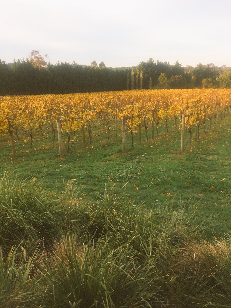 mandasilverii's tweet image. Fell in love with #merricks today. Looking forward to more vine yard trips #paradigm wines #merrickscreekwines