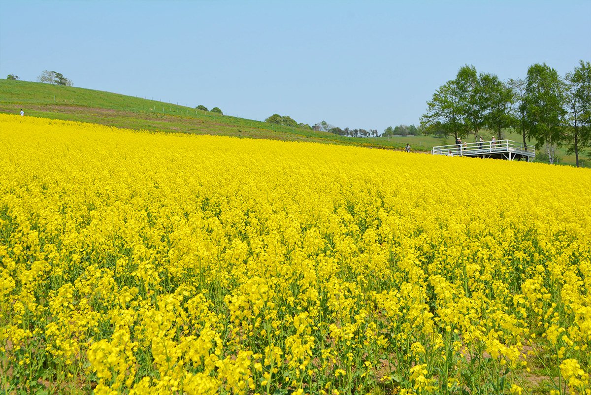 たきかわ菜の花まつり16の様子 Twitter