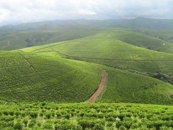 OzoMusty's tweet photo. This Is Not Somewhere In China Or Overseas. This Is Nigeria, Mambilla Plateau, Taraba. #VisitNigeria #TourNigeria https://t.co/lk6sBoe4HO