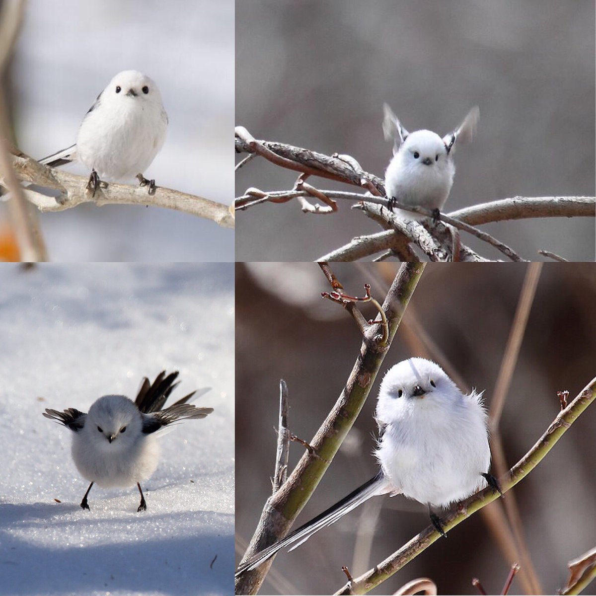 かわいい動物 まとめ Twitterren 雪の妖精シマエナガって知ってますか 北海道にいる小鳥で白い恋人とも呼ばれています 北海道 シマエナガ 白い恋人 雪の妖精