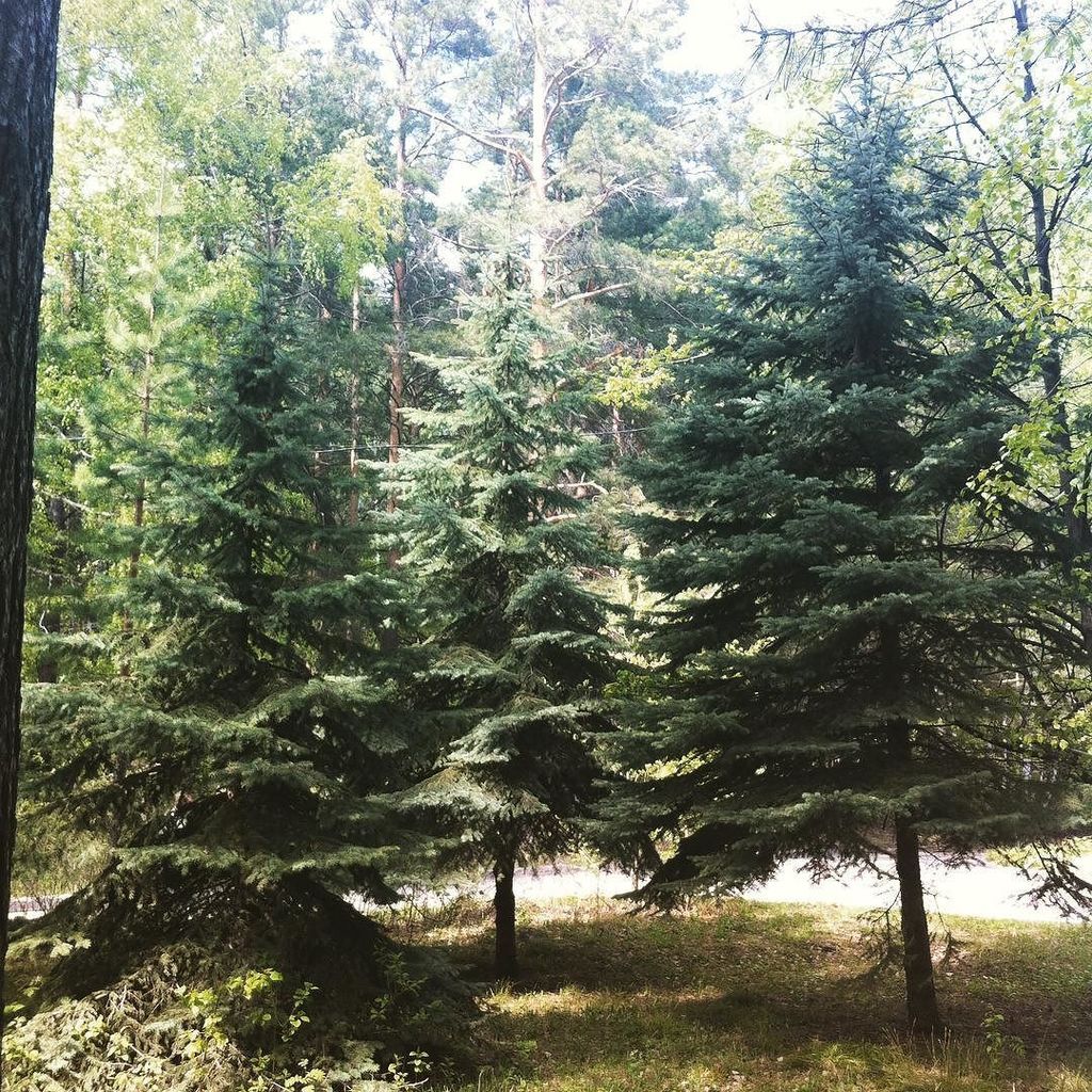 Дача нива академгородок