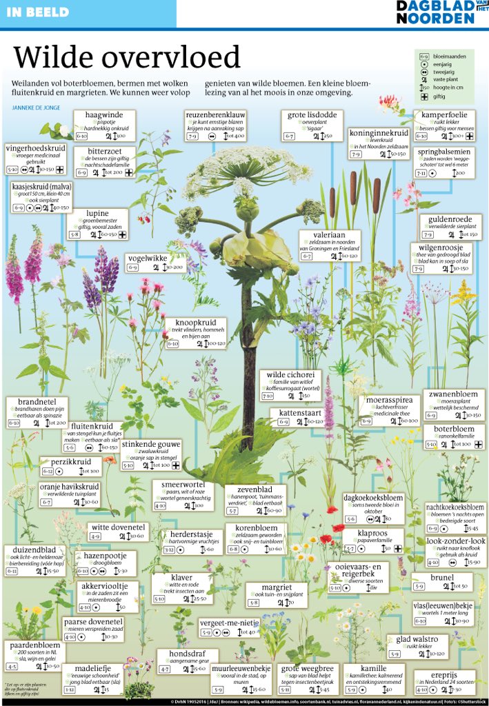 Mooie plaat: van hondsdraf tot vogelwikke dvhn.nl/extra/In-Beeld… <a href="/gewildgroei/">gewildgroei</a> @VitaleGroenStad <a href="/food4bees/">Stichting Food4Bees</a>