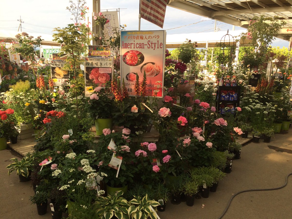 Twitter 上的 ジョイフル本田 ガーデンセンター ガーデンセンター新田店 バラと開花宿根草フェア 開催中です アメリカより直接買い付けた 花付き抜群の超極太開花バラと相性抜群の宿根草が大量入荷 アーチ フェンス 石材などを組み合わせたお庭づくりは