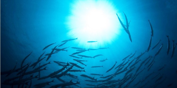 HighSeasAllianc's tweet image. The scary truth: #DeadZones devour #Oceans’ #oxygen bit.ly/1T0wwei