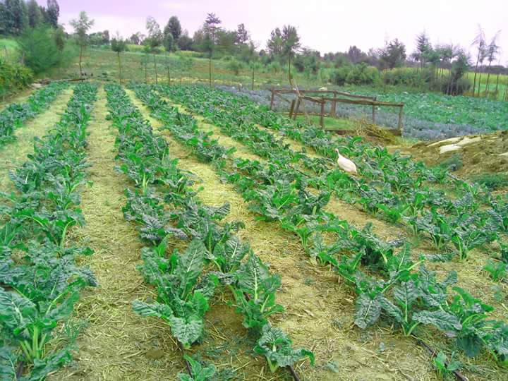 See how #money be grown in lines.