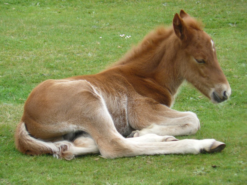 [Video] Driving safely across the New Forest forestandwaterside.info/2015/04/drivin… #newforest