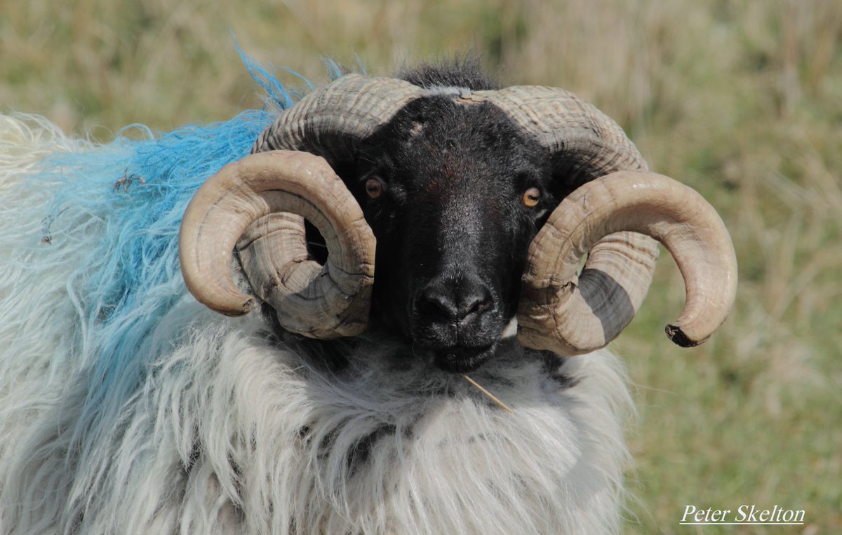 Peter Skelton tweet media