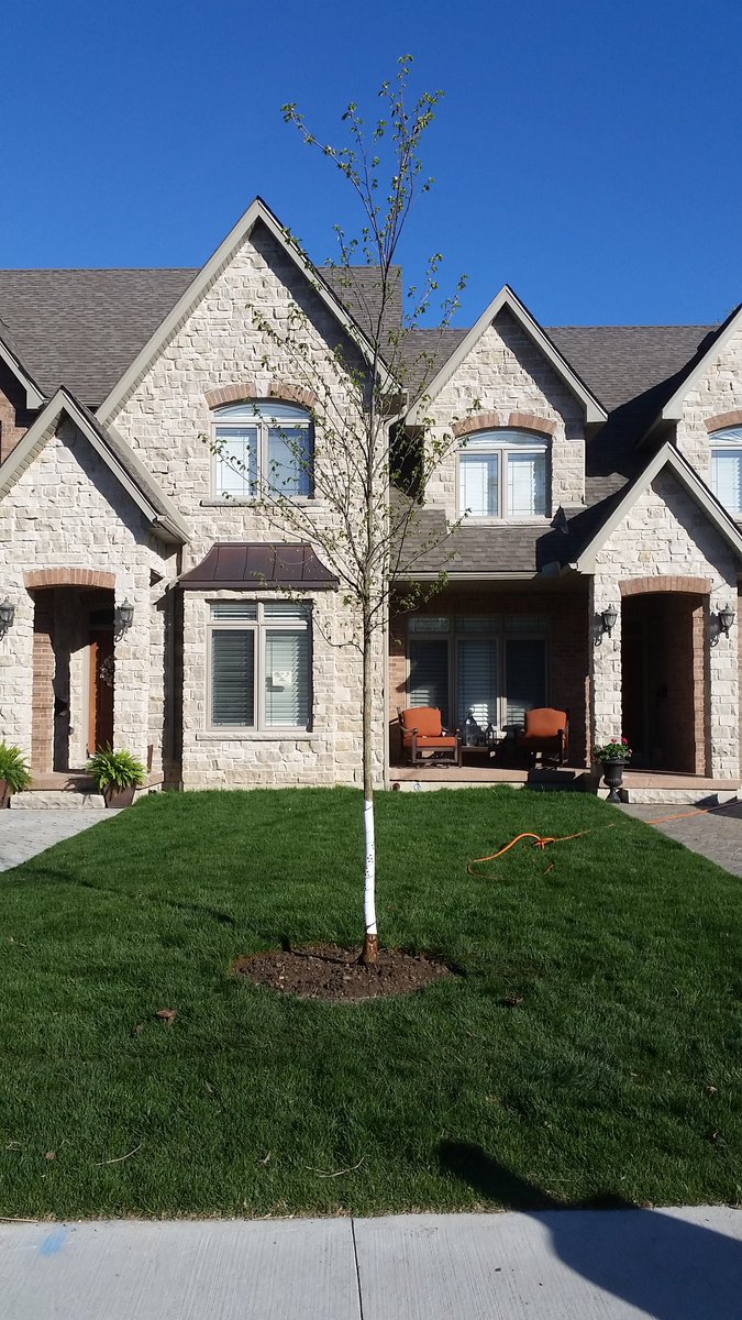 forsythLDM's tweet image. Job #1 in the books. Nice little Elm tree transplant.