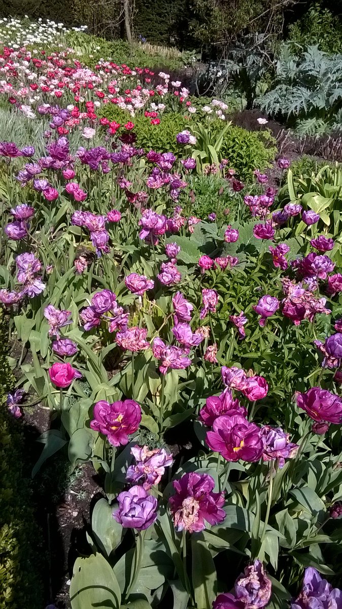 NigelBoldero's tweet photo. Tulip Mania at Blickling https://t.co/mG0YwUbTe3 https://t.co/vycVuUNJ3Q