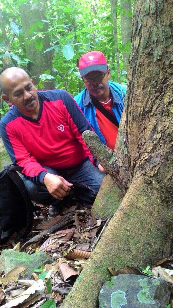 AWATNINews's tweet photo. [MISTIK] Tak adil pikul tanggungjawab sebagai ketua keluarga, suami beristeri empat disumpah jadi kayu? #Insyof https://t.co/WBFJerLTn8
