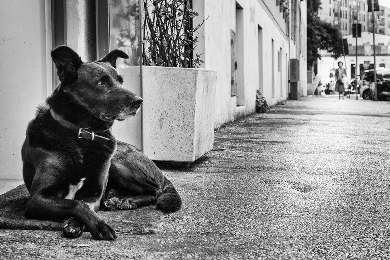 viamarit's tweet photo. A Blind #Pet while walking in #rome #streetphotography . welcome followers! @ForbesRicky @piizZoff @Jackie1Davies https://t.co/cBzEkhN3hB