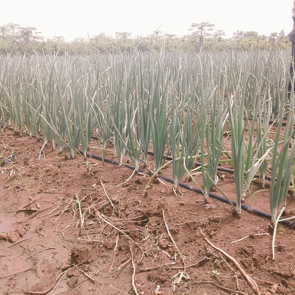 amiran_kenya's tweet photo. #KOT Neptune F1 hybrid onion crop. Mwea, Makutano area. @iAgriBizAfrica @FarmbizAfrica @OrganicKit @mkulimayoung https://t.co/WPCmMp3OGB