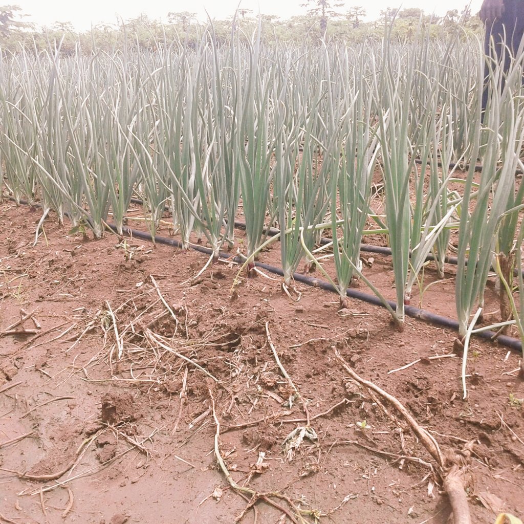 amiran_kenya's tweet photo. #KOT Neptune F1 hybrid onion crop. Mwea, Makutano area. @iAgriBizAfrica @FarmbizAfrica @OrganicKit @mkulimayoung https://t.co/WPCmMp3OGB