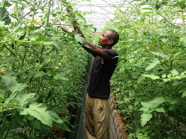 EOpACT_Ghana's tweet photo. #EOpAct empowers the youth to develop competent skills in agribusiness
https://t.co/DK5JbOcezX https://t.co/BCsc8DxRkB