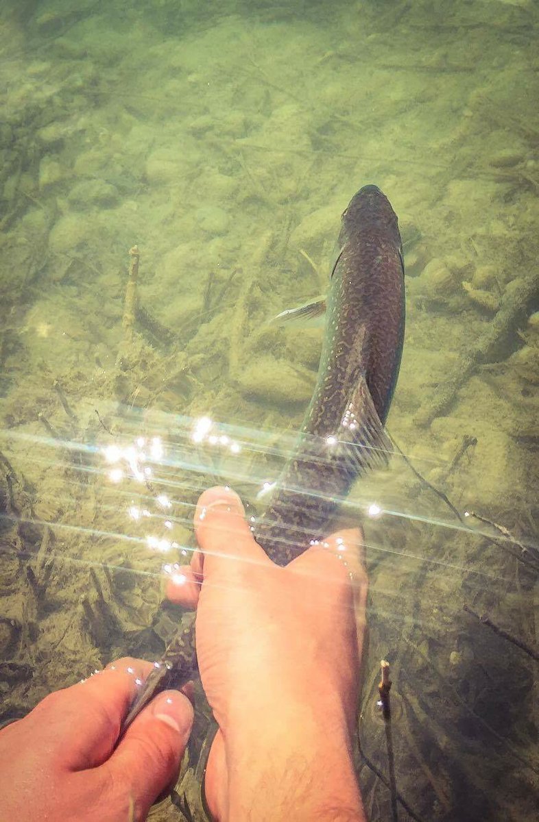 JustFlyfishing's tweet photo. Catch &amp; Release ! 
#justfly #flyfishing #char #catchandrelease #trout https://t.co/wMKFkYhwm6