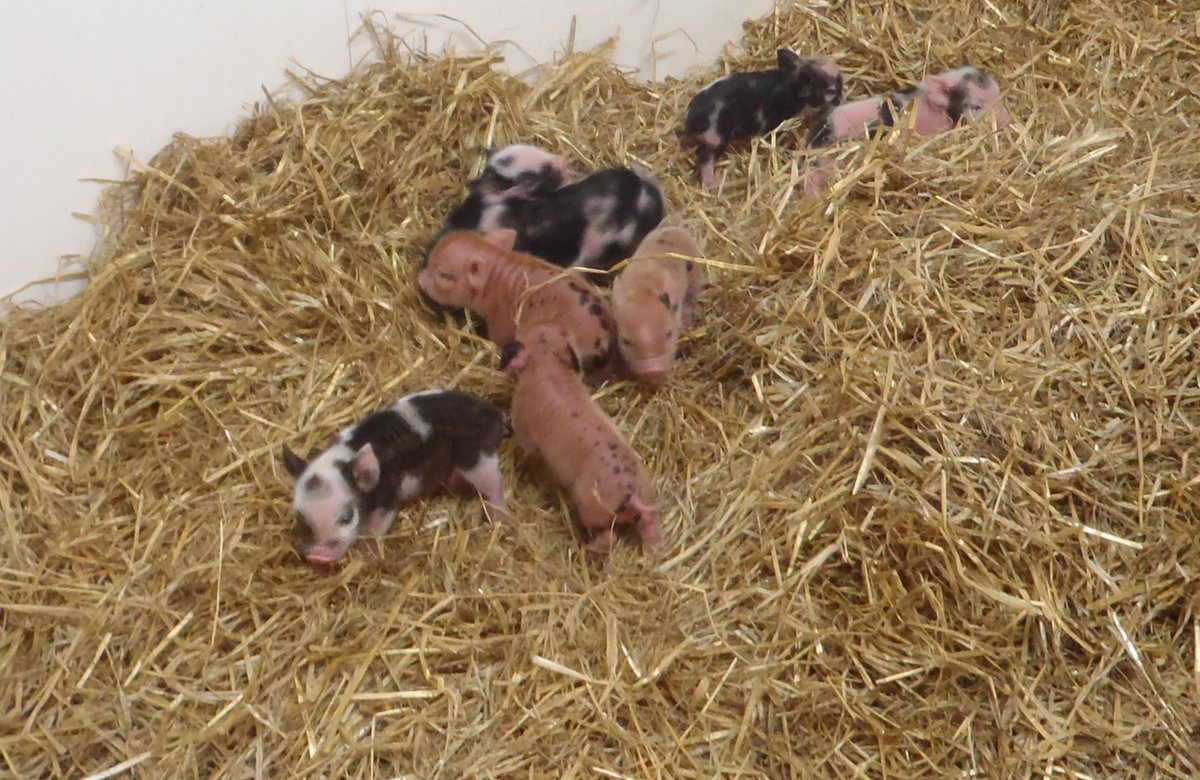 PennywellFarm's tweet photo. New piglet alert! Ruby and all 8 of her piglets are doing well #micropiglets #piglets #cutepiglets #pennywellfarm https://t.co/1ncVEOf6e6