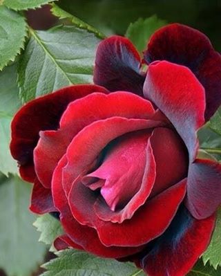 Saba (@sabazbad) on Twitter photo 