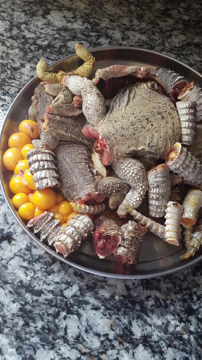 ذبحتونا ضبان ب لله عليكم هاذ ينفع لل اكل