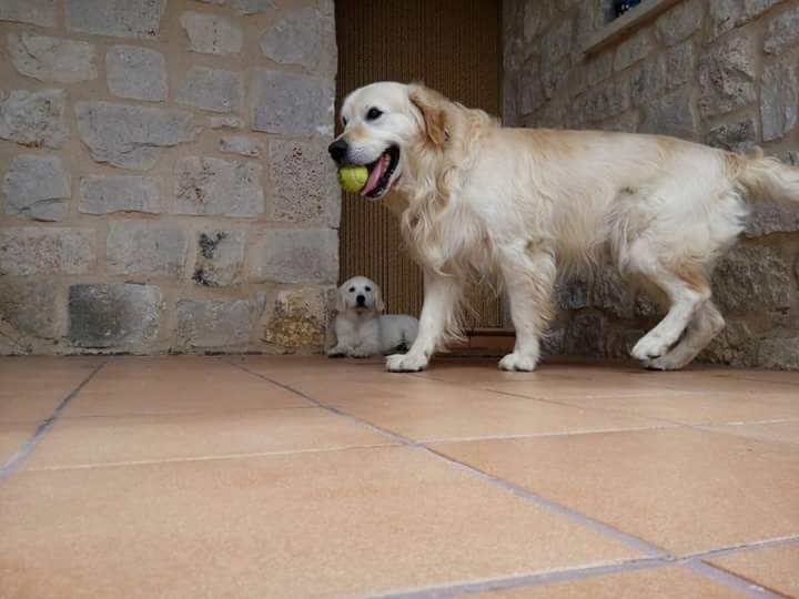 Barny sigue perdido, si lo veis por favor avisad por mensaje privado. Es un golden retriever #ArandadeDuero
