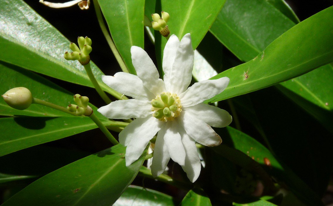 hsauquet_bgsyd's tweet photo. #discoverplants of the week: Drimys andina (#Winteraceae), Conguillío National Park, Chile #magnoliids https://t.co/vLDuKMHpk0
