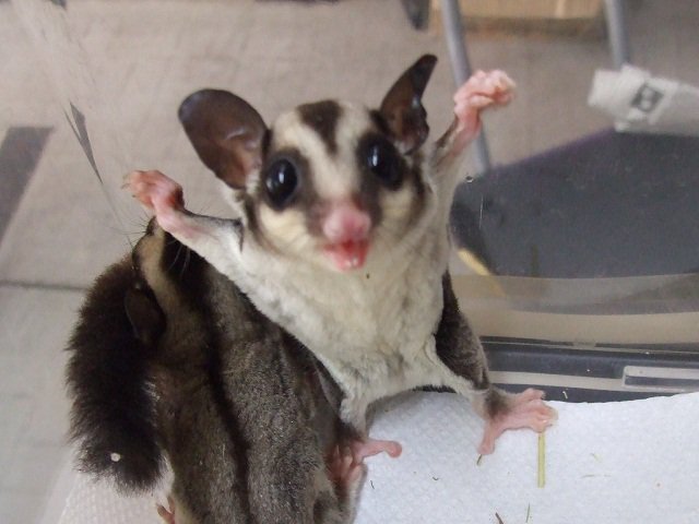 あれ 全然恐くないぞ 威嚇ポーズが可愛すぎる動物たち 7選 Fundo