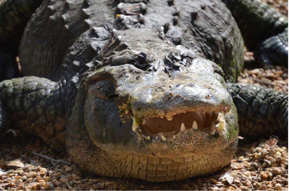 американский крокодил гатор. пресмыкающиеся змея. гребнистый крокодил. крокодиловый кайман. пресмыкающиеся крокодил.