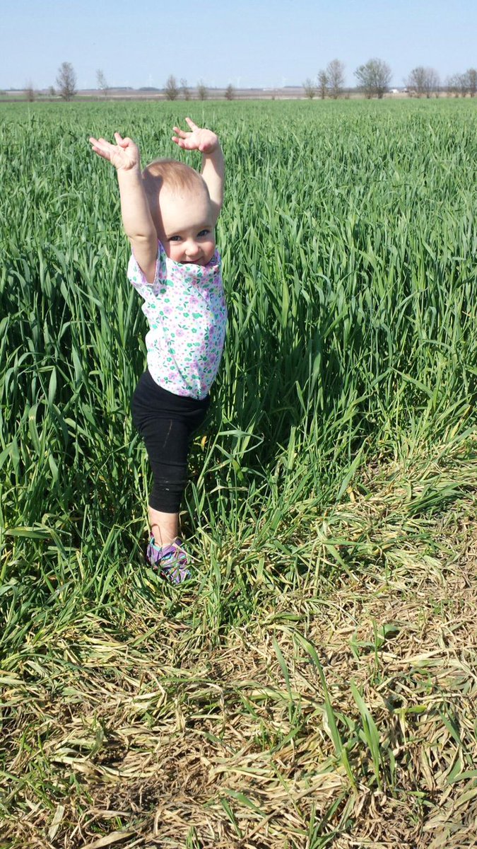 Balanced_Ag's tweet photo. Cereal Rye is getting sooo big!
#CoverCrops https://t.co/C340k9bx04
