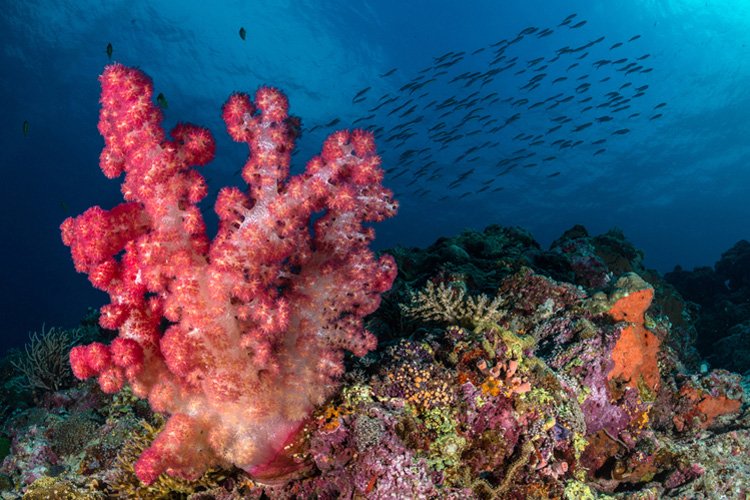 DiveMagazine's tweet image. With more than 7,000 islands in the #Philippines where should you dive? Read our guide. mvnt.us/m228312