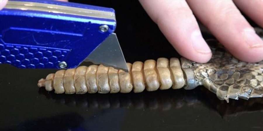 A3Noticias's tweet photo. ¿Qué hay en el interior de la cola de una serpiente de cascabel? [VÍDEO] https://t.co/M0ek16uu6u https://t.co/b3ZXsGiI51