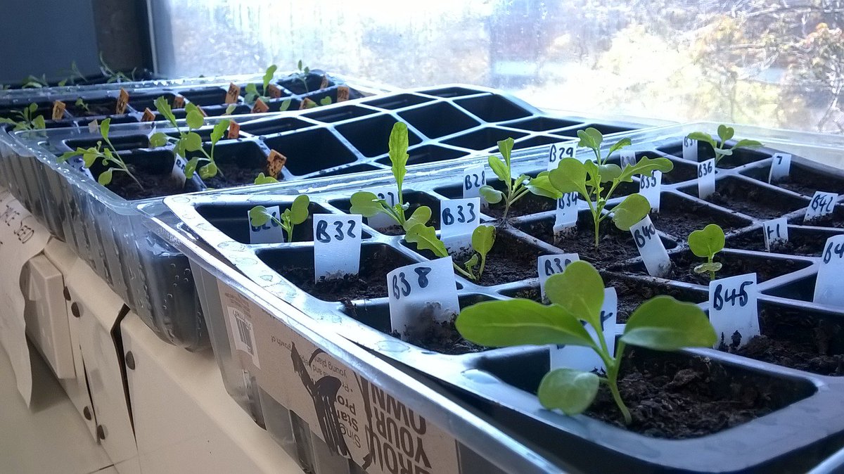 UOLAstRoSoc's tweet photo. Rocket plants are halfway through their experiment and coming along nicely! https://t.co/LY3yy8Abr6