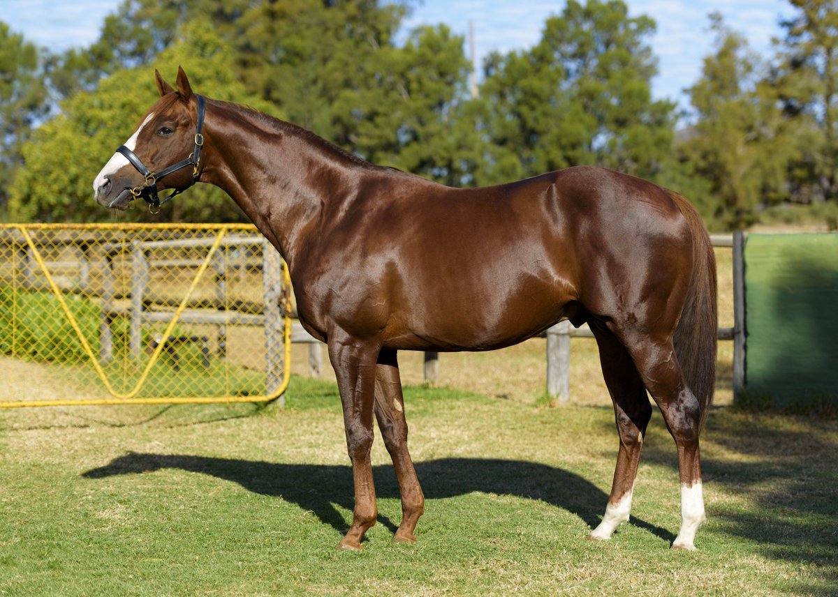 allanbloodlines's tweet photo. #GITANOHERNANDO 2xGr1 winner parallel in many ways w/ #SILVANO sires his first winner by 5 lengths after 6 x 2nds https://t.co/J7MbSzv9wN