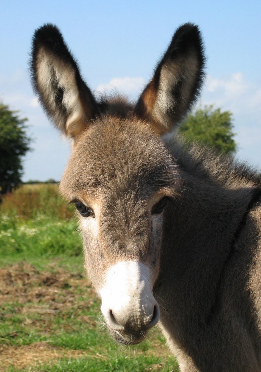 FlintsYard's tweet image. This week is #NationalDonkeyWeek. Did you know our products work on donkeys also? @DonkeySanctuary